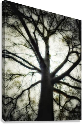 V209 Canvas Print