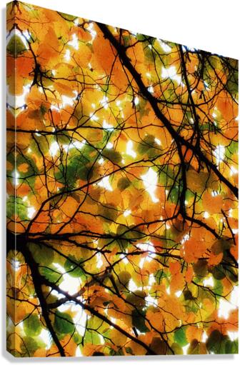 V210 Canvas Print