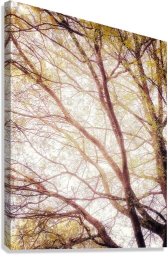 V211 Canvas Print