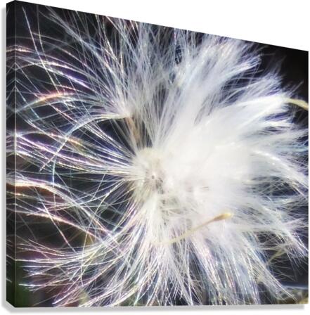 V213 Canvas Print