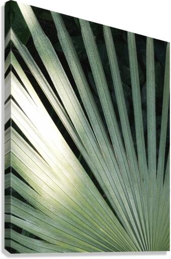 V214 Canvas Print