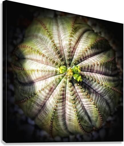 V215 Canvas Print