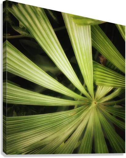 V216 Canvas Print
