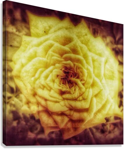 V218 Canvas Print