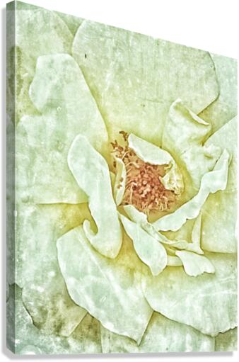 V220 Canvas Print