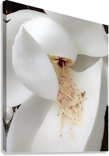 V221 Canvas Print