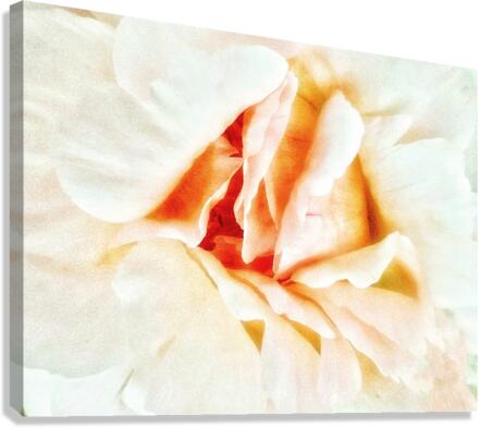 V222 Canvas Print