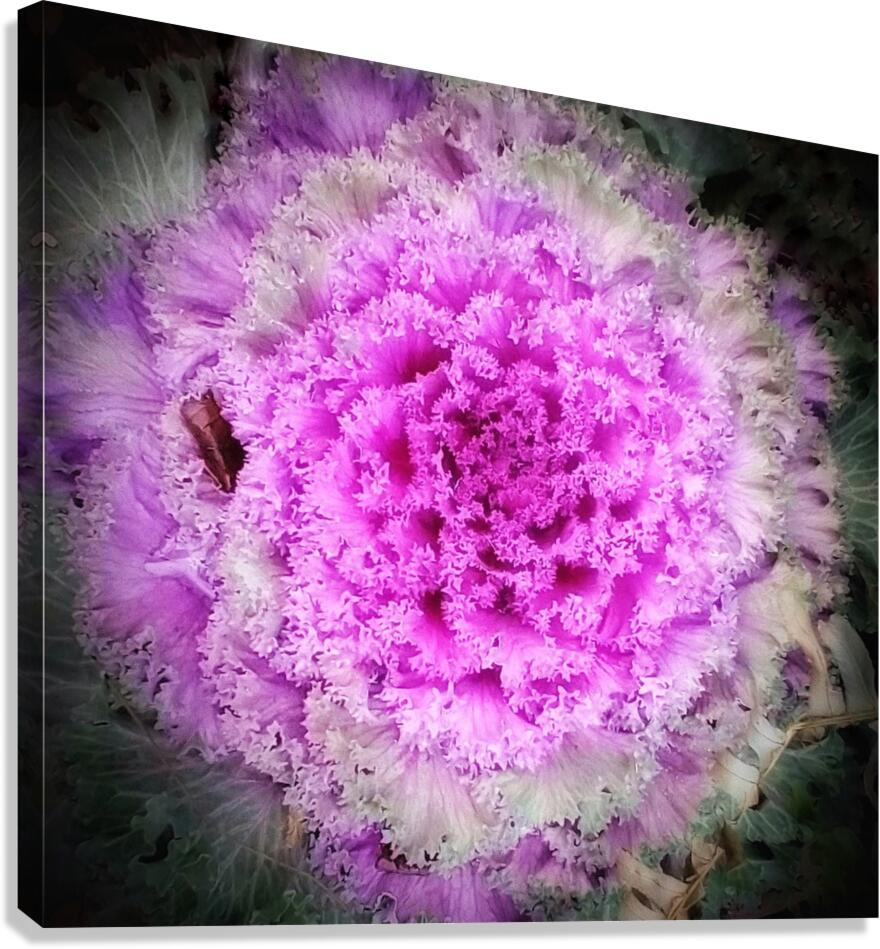 V223 Canvas Print