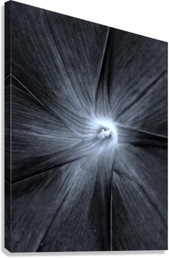 V227 Canvas Print