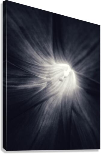 V228 Canvas Print