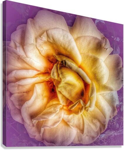 V230 Canvas Print