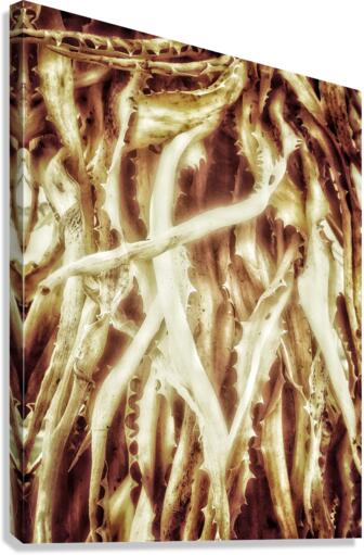 V231 Canvas Print