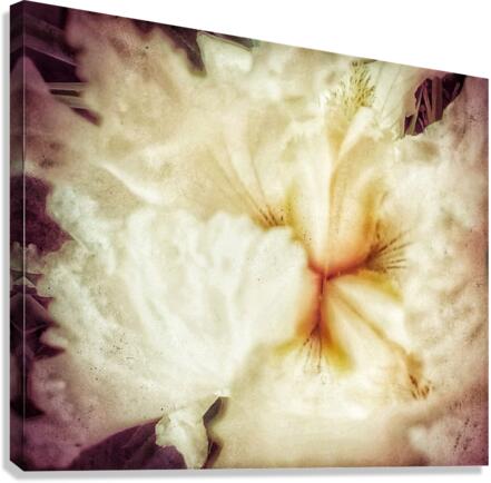 V232 Canvas Print