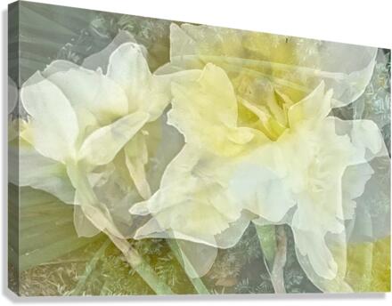 V239 Canvas Print