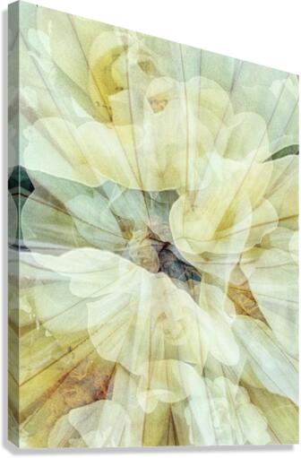 V240 Canvas Print
