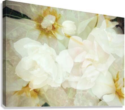 V241 Canvas Print