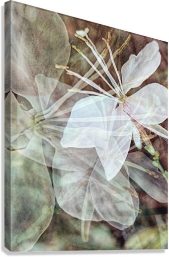 V242 Canvas Print