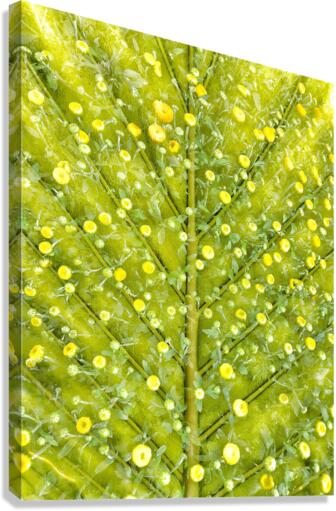 V250 Canvas Print