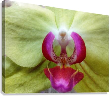 V252 Canvas Print