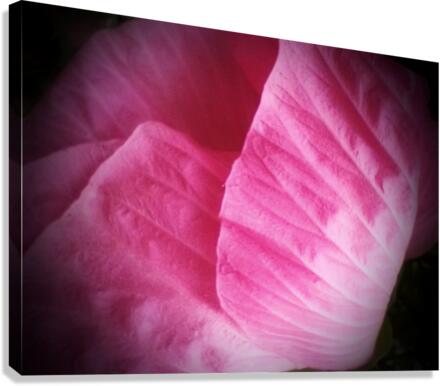 V278 Canvas Print