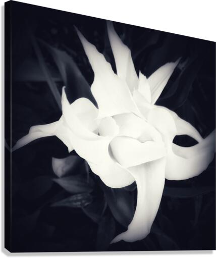 V279 Canvas Print