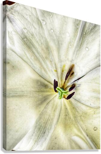 V281 Canvas Print