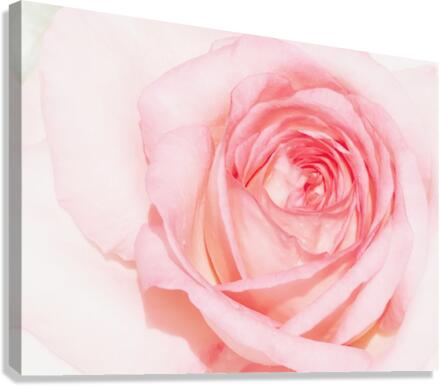 V283 Canvas Print