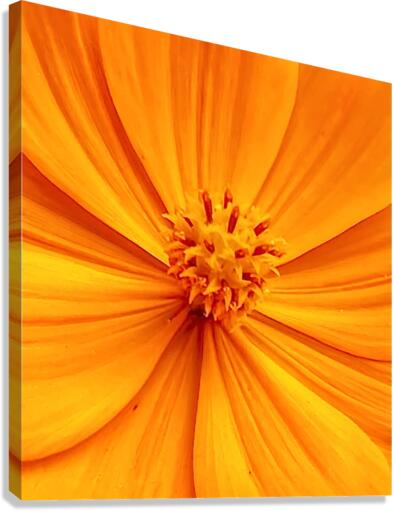 V284 Canvas Print