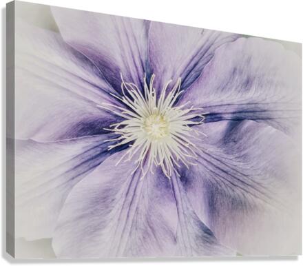 V285 Canvas Print