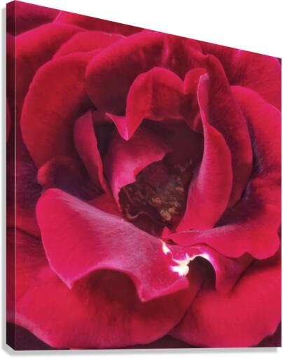 V286 Canvas Print