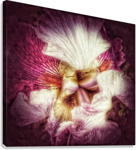 V291 Canvas Print