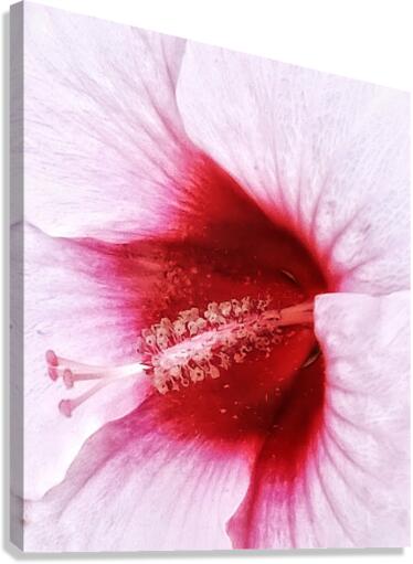 V292 Canvas Print