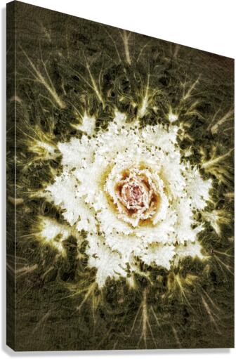 V293 Canvas Print