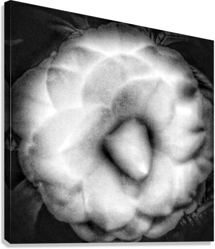 V294 Canvas Print