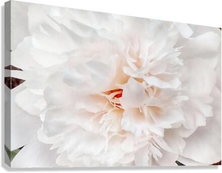 V296 Canvas Print