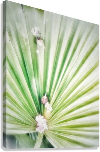 V297 Canvas Print