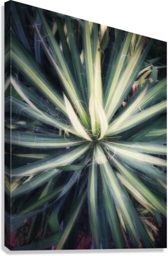 V299 Canvas Print