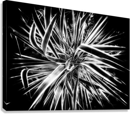 V301 Canvas Print