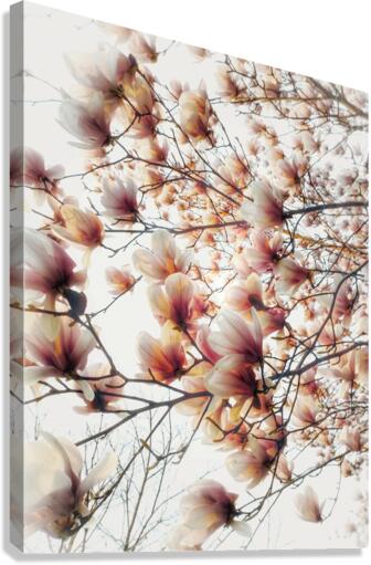 V303 Canvas Print
