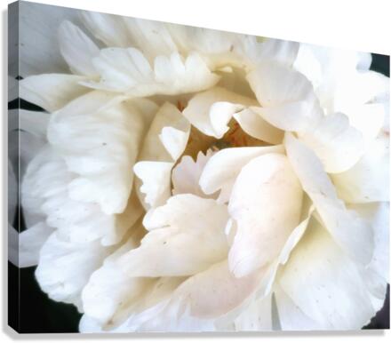 V304 Canvas Print