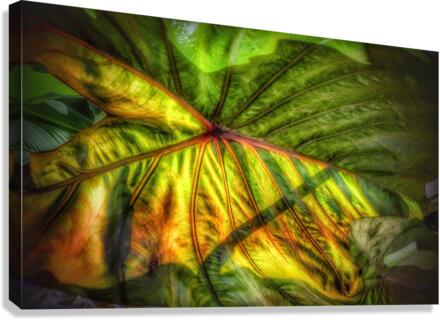 V306 Canvas Print