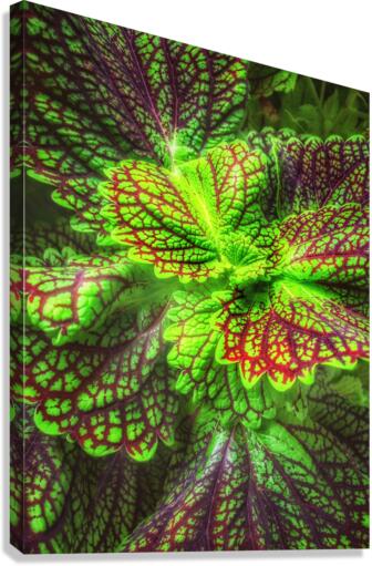 V307 Canvas Print