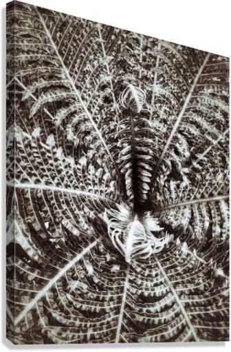 V308 Canvas Print