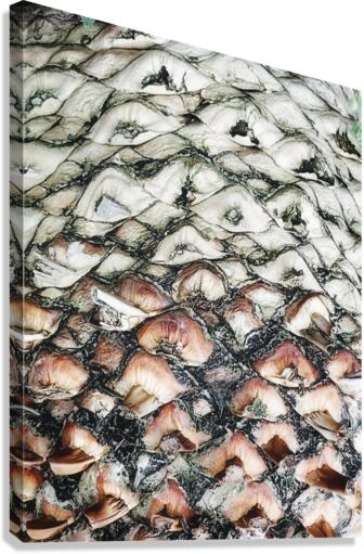 V309 Canvas Print