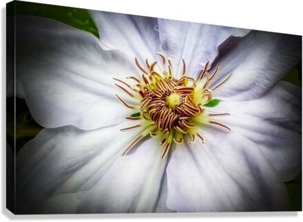 V310 Canvas Print