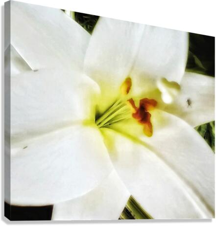 V311 Canvas Print