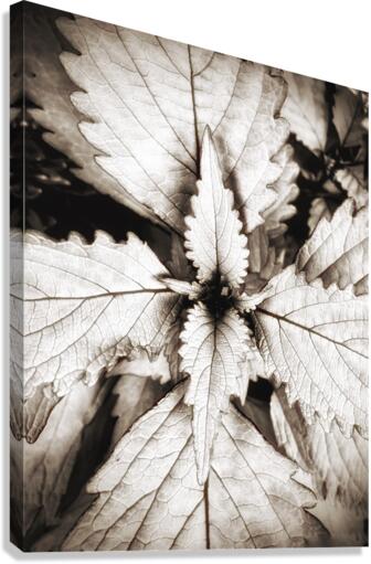 V312 Canvas Print