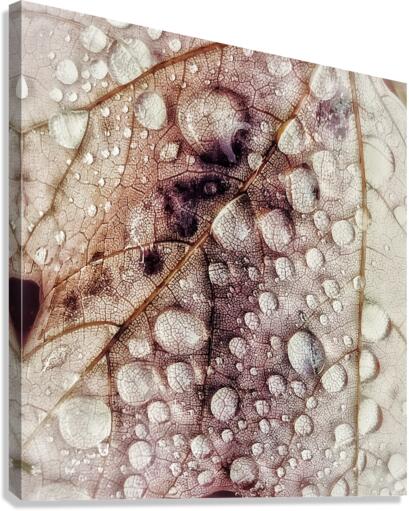 V313 Canvas Print