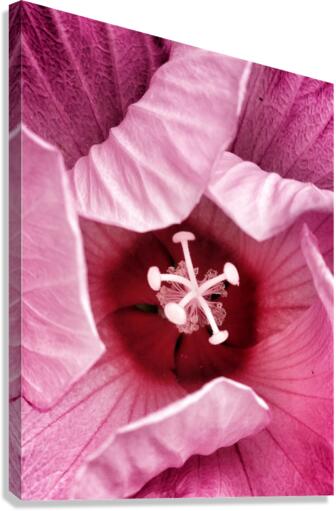 V314 Canvas Print
