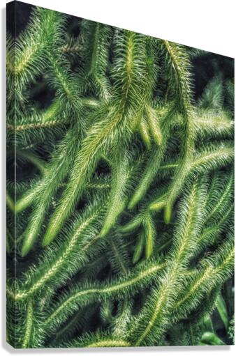 V316 Canvas Print